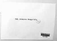 Image of Uromyces anagyridis